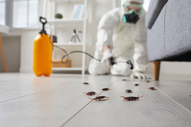 Post-Treatment Bed Bug Interceptor Monitoring in Oquawka